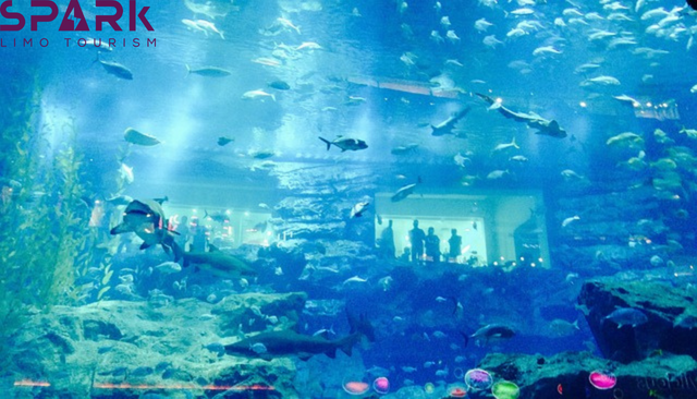 Dubai aquarium and underwater zoo