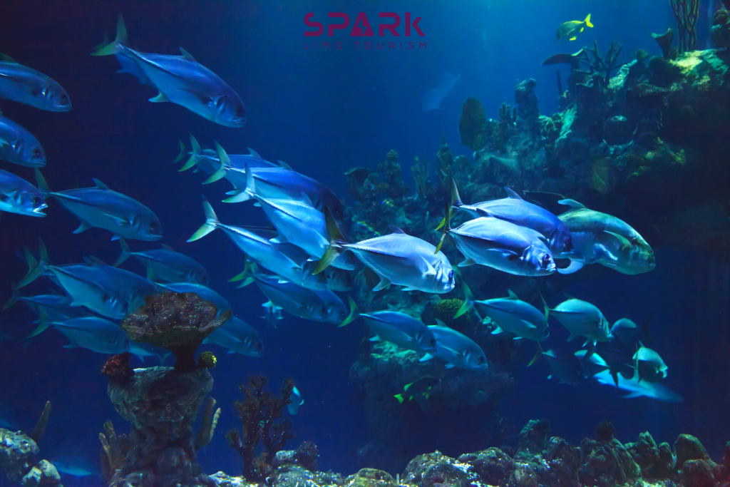 Dubai mal aquarium